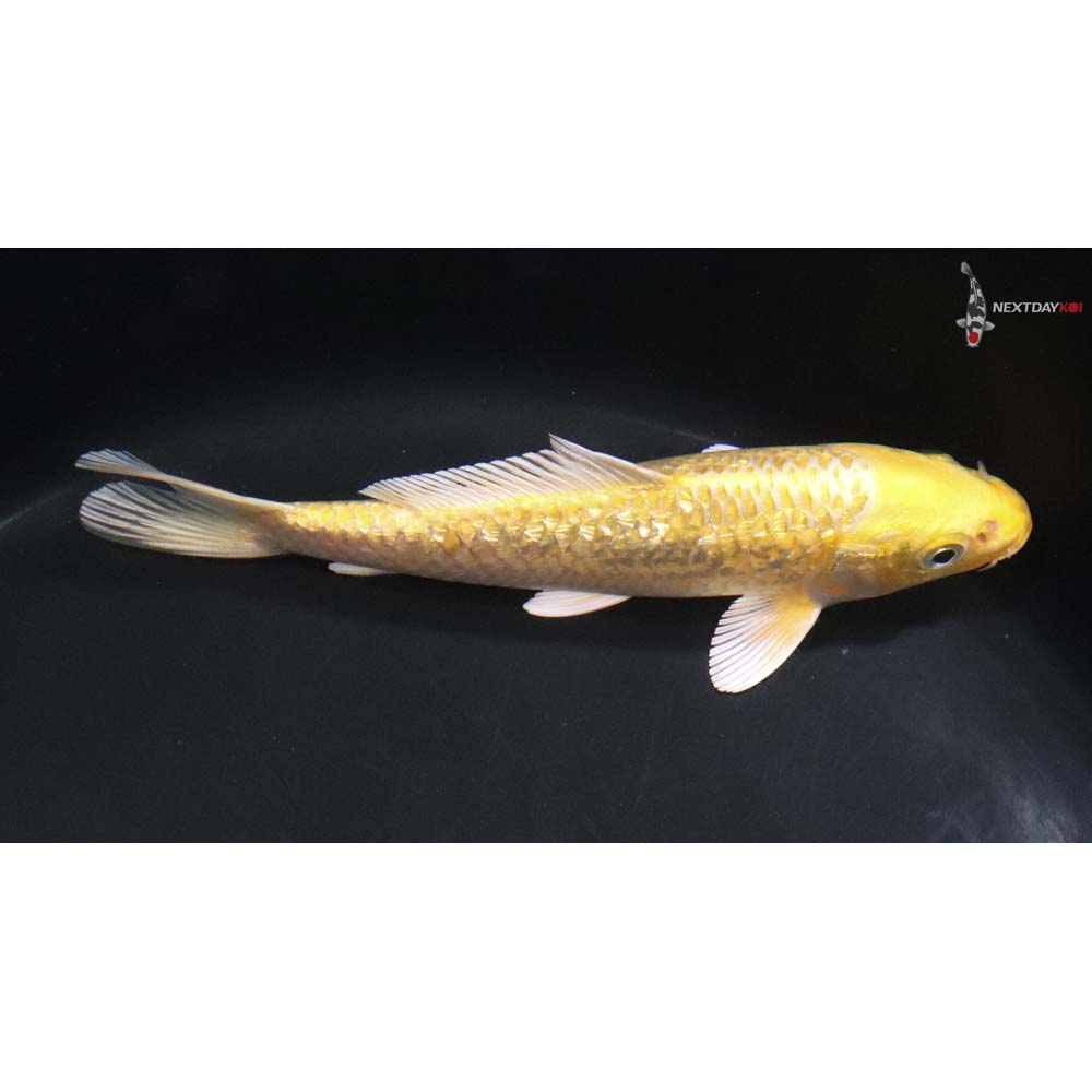 6.5” Imported Gin Rin Yamabuki Ogon - Image 2