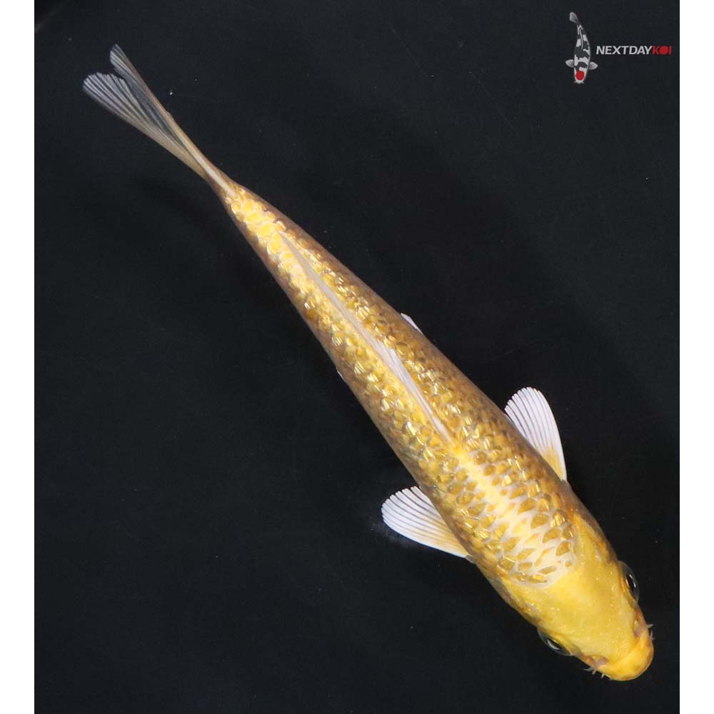 6.5” Imported Gin Rin Yamabuki Ogon - Image 3