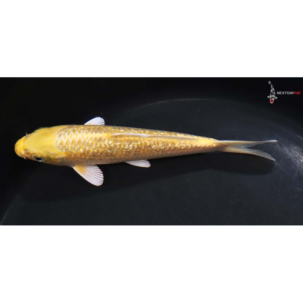 6.5” Imported Gin Rin Yamabuki Ogon - Image 4