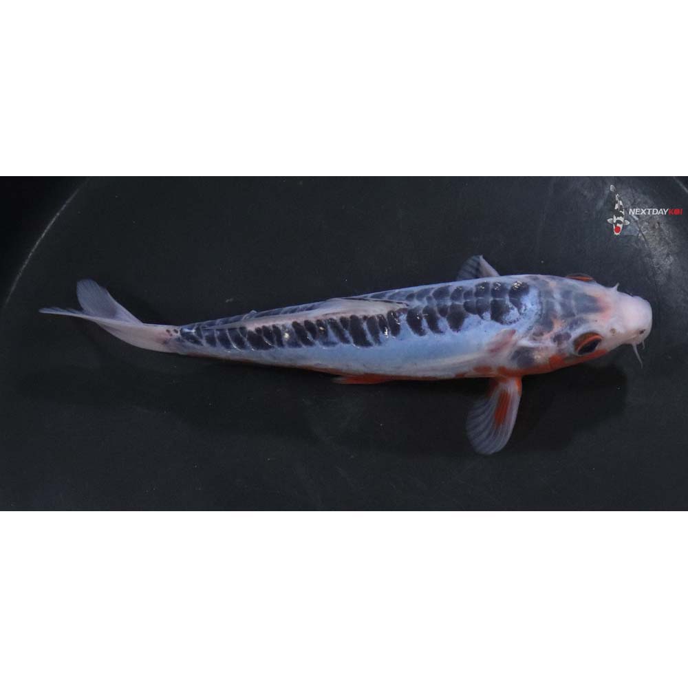 7” Imported Shusui - Image 2