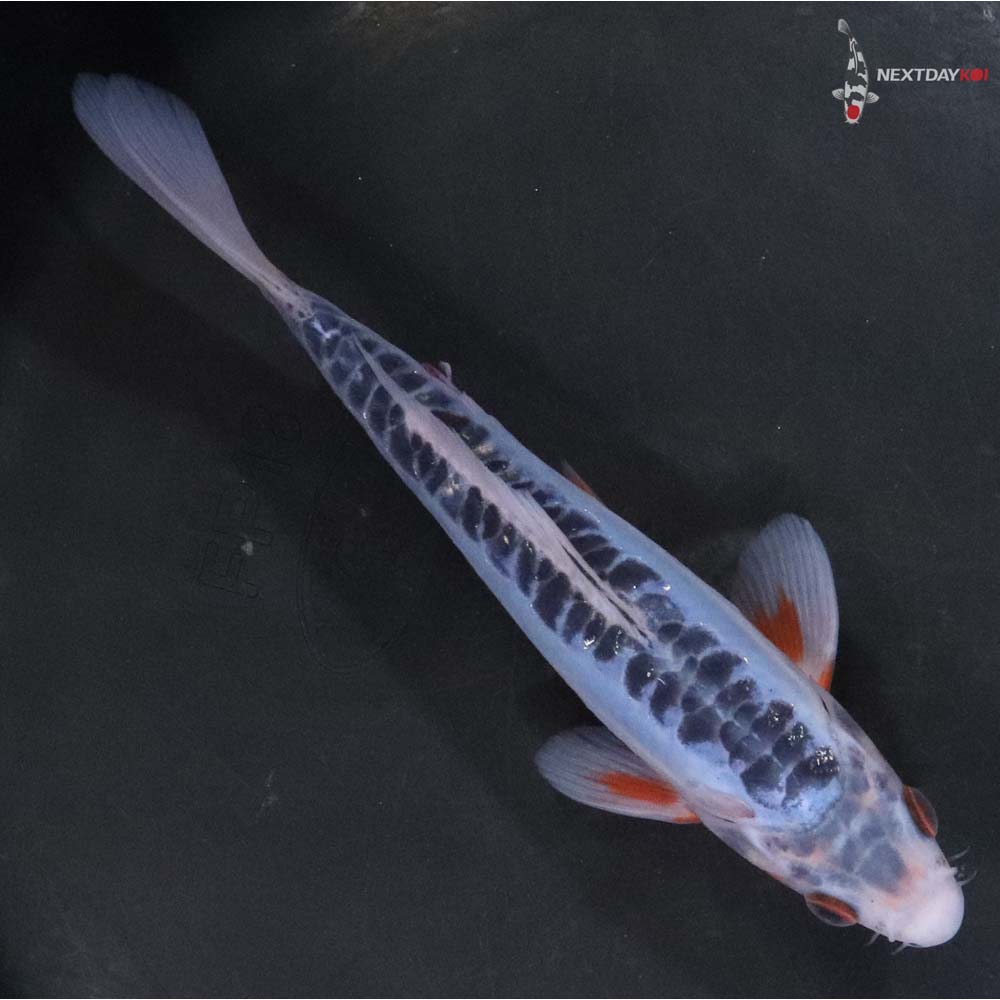 7” Imported Shusui - Image 3