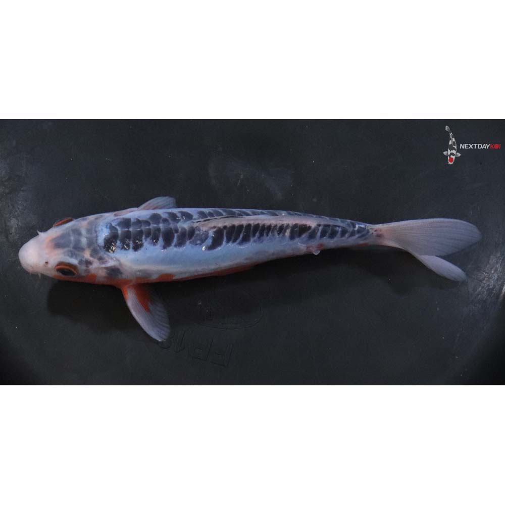 7” Imported Shusui - Image 4