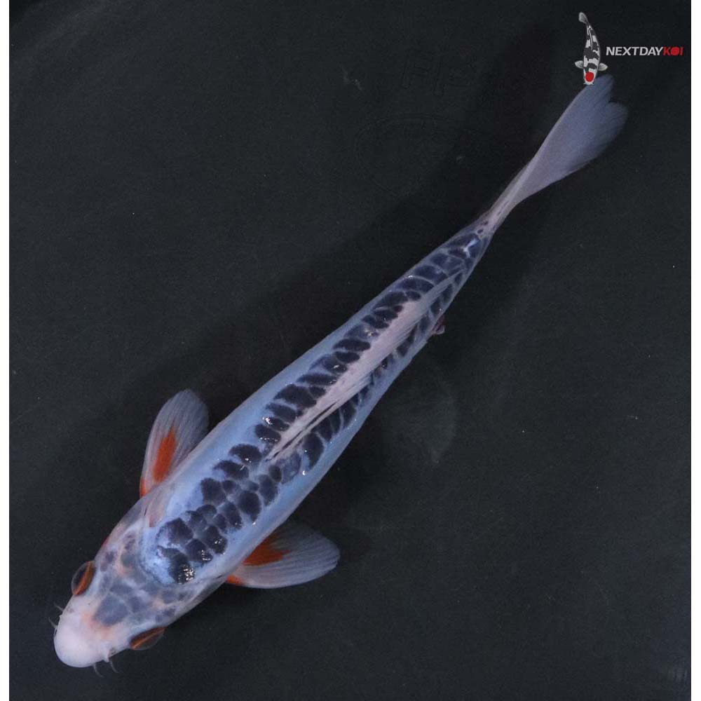 7” Imported Shusui - Image 5