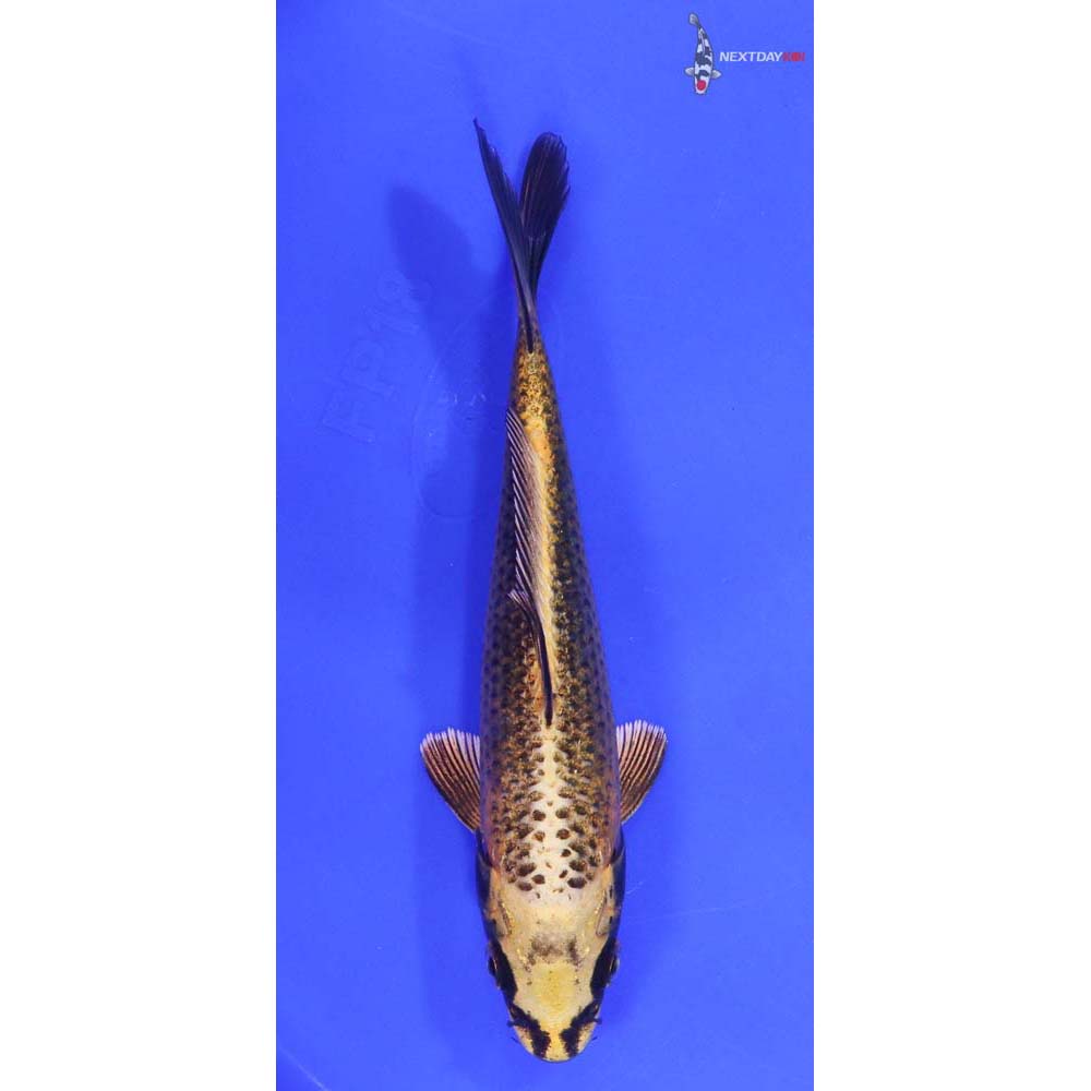 6” Imported Ki Matsuba