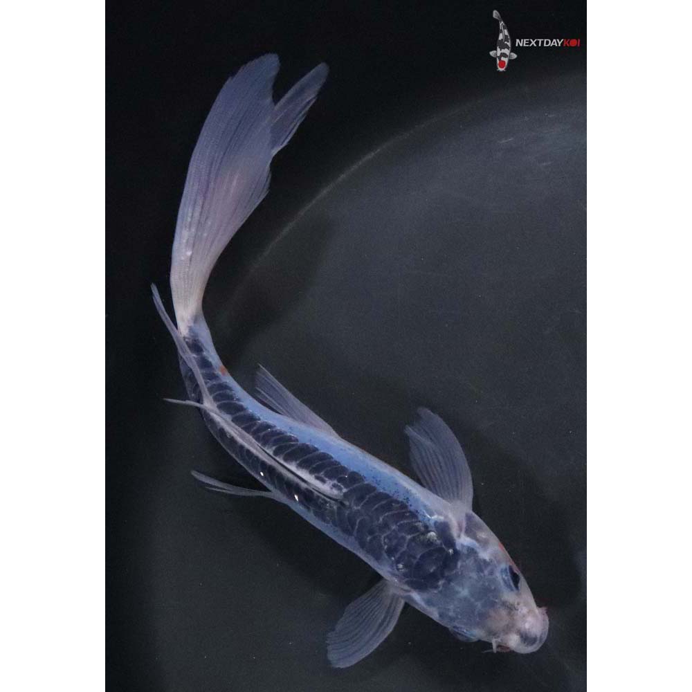 8” Imported Shusui Butterfly Koi