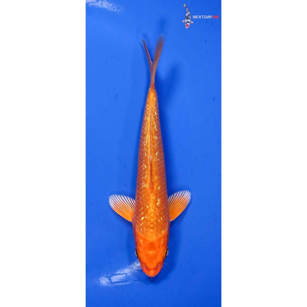 5” Imported Gin Rin Orenji Ogon | Koi Fish For Sale 5” Imported Gin Rin Orenji Ogon | Koi Fish For Sale