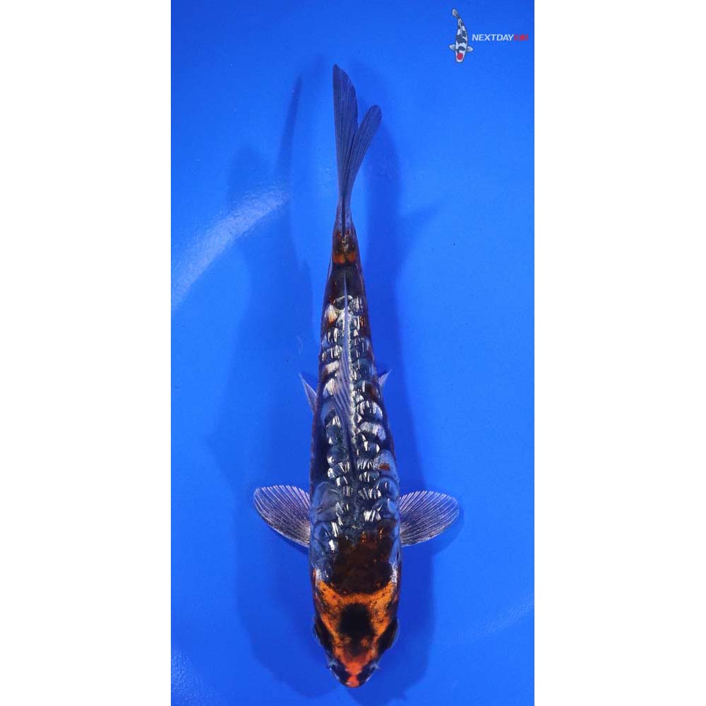 5.5” Imported Gin Rin Armor Scaled Kin Kikokuryu