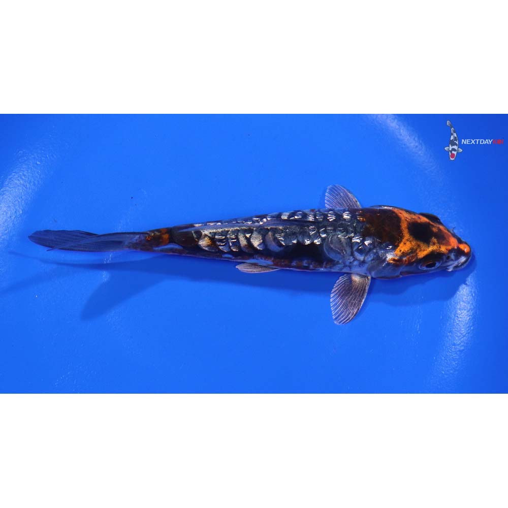 5.5” Imported Gin Rin Armor Scaled Kin Kikokuryu - Image 2