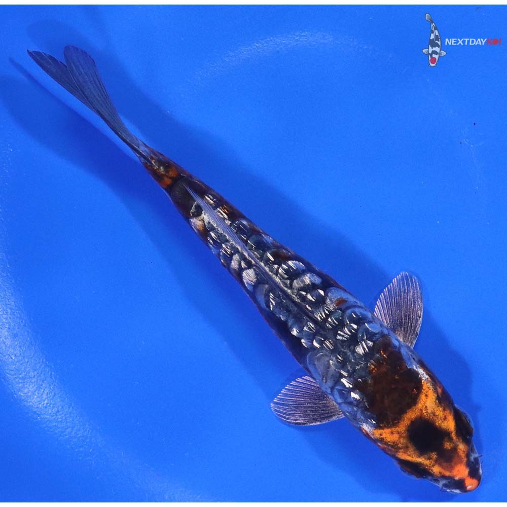 5.5” Imported Gin Rin Armor Scaled Kin Kikokuryu - Image 3