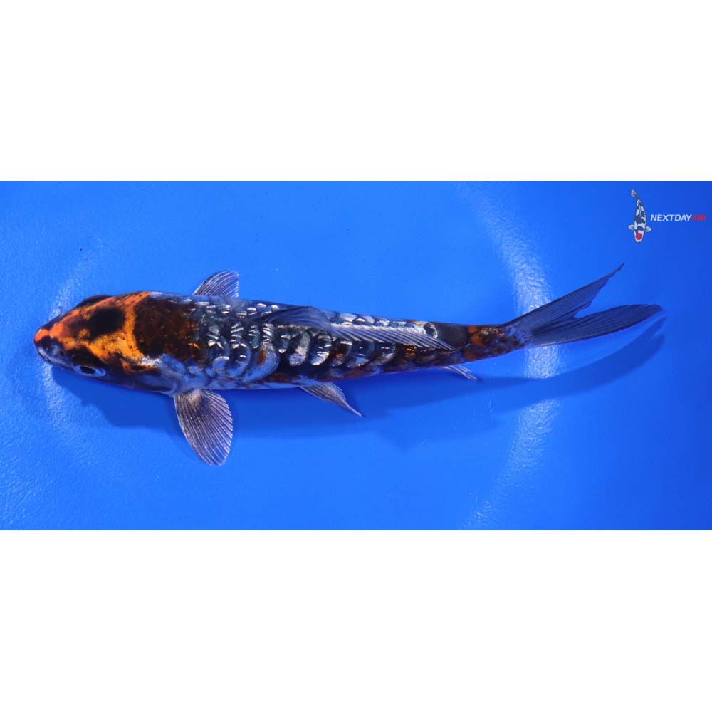 5.5” Imported Gin Rin Armor Scaled Kin Kikokuryu - Image 4