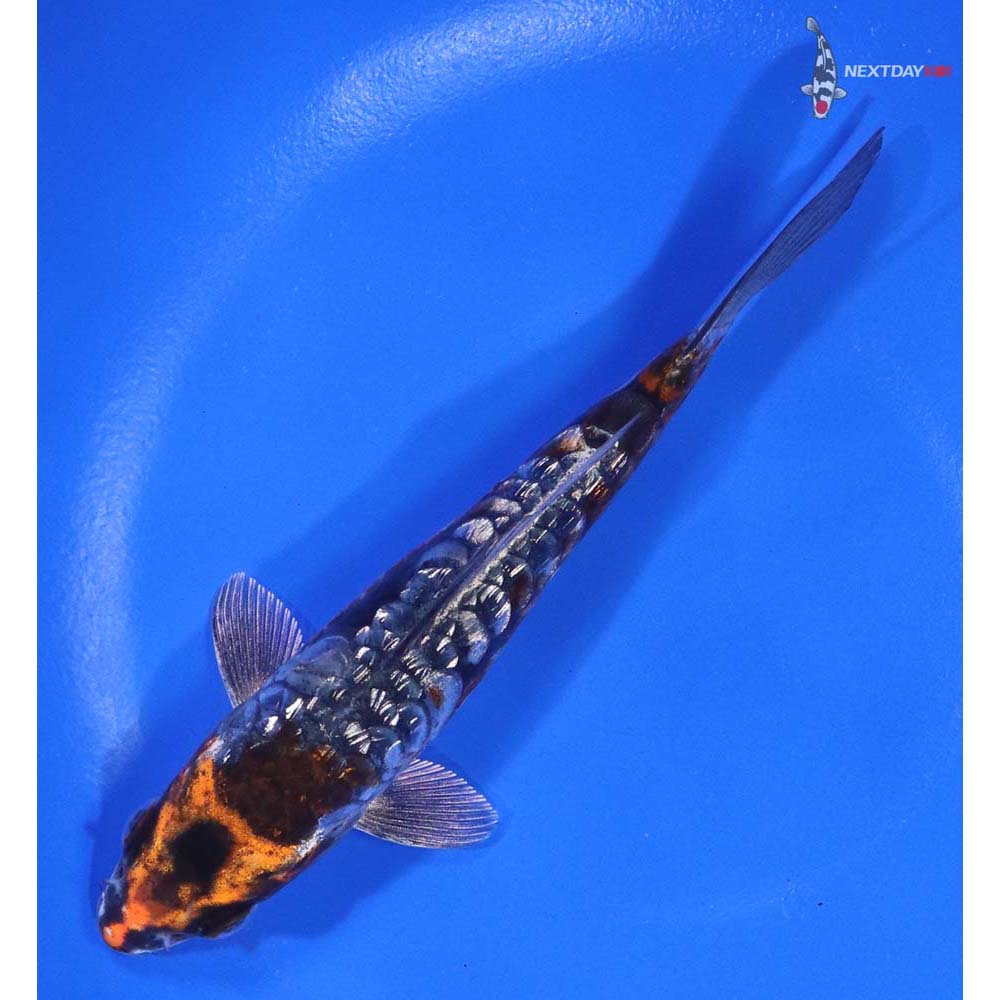 5.5” Imported Gin Rin Armor Scaled Kin Kikokuryu - Image 5