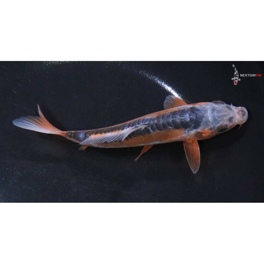 5.5” Imported Shusui - Image 2