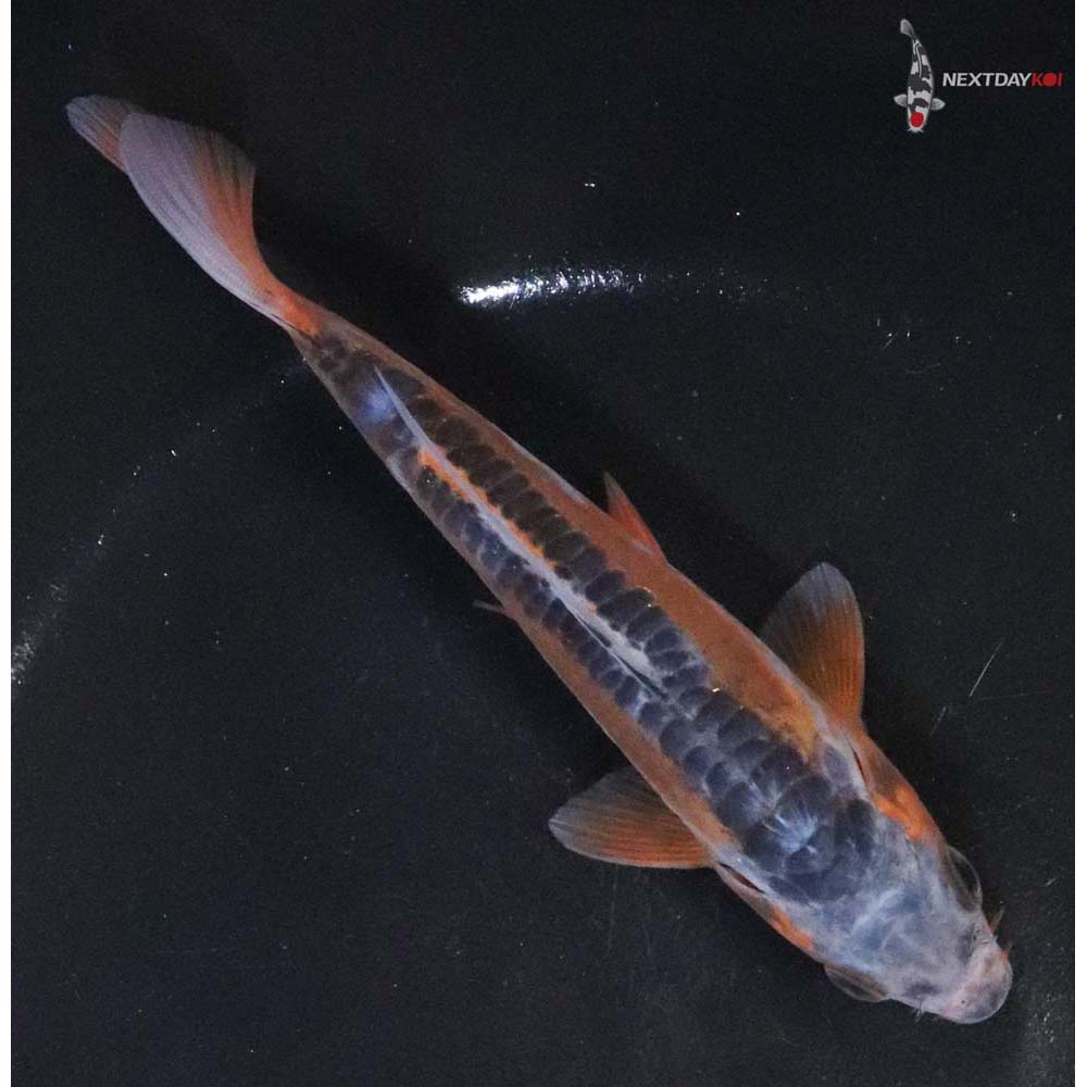 5.5” Imported Shusui - Image 3