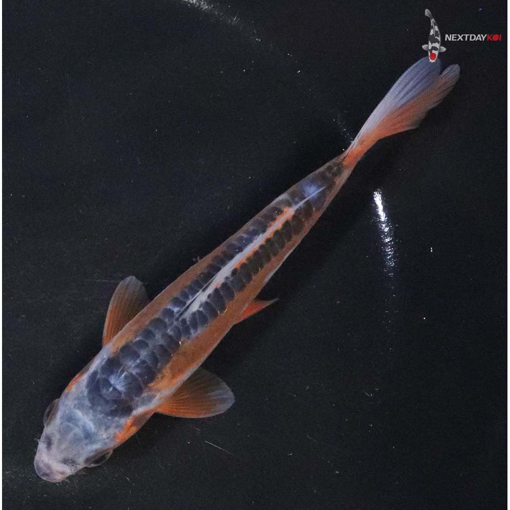 5.5” Imported Shusui - Image 5