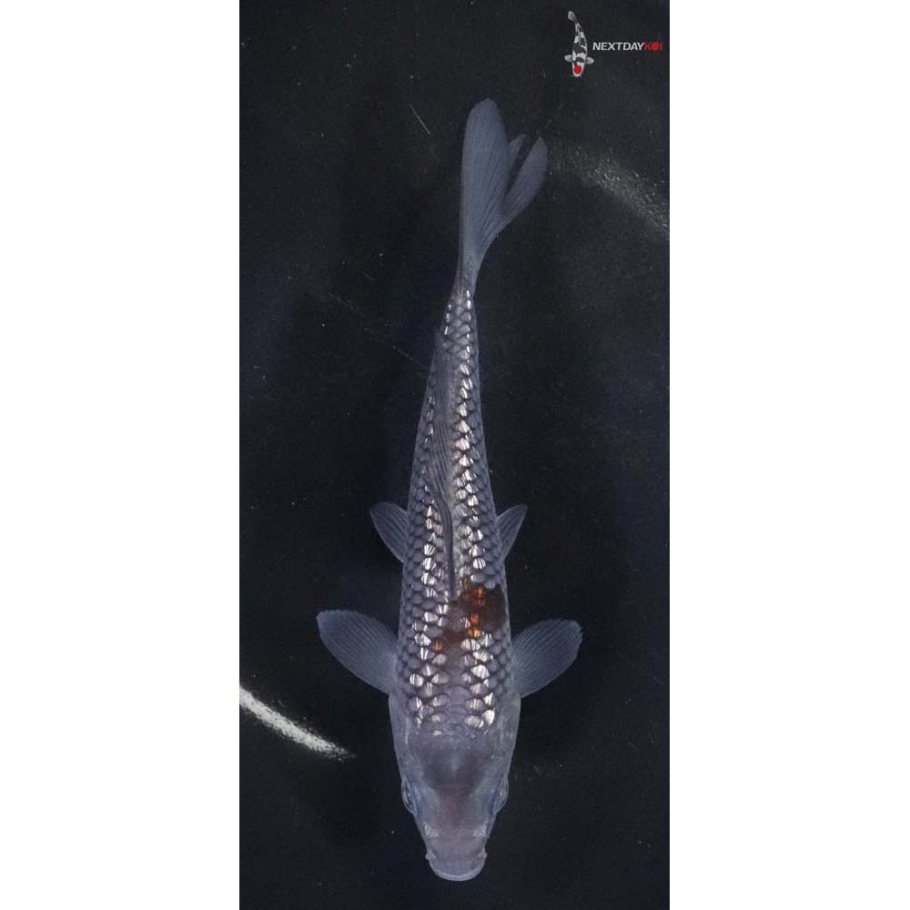 5.5” Imported Gin Rin Ochiba Shigure