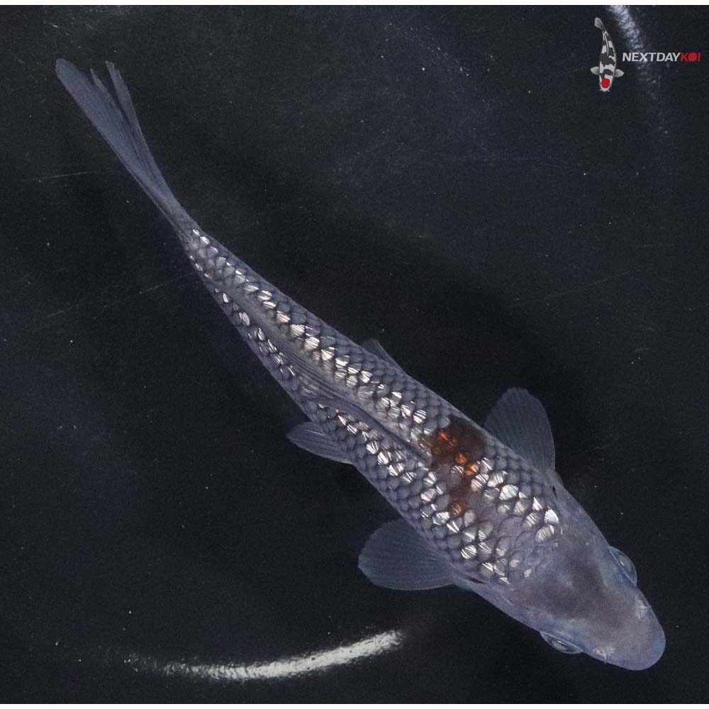 5.5” Imported Gin Rin Ochiba Shigure - Image 3