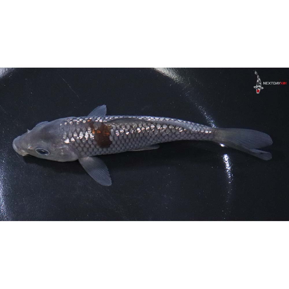 5.5” Imported Gin Rin Ochiba Shigure - Image 4