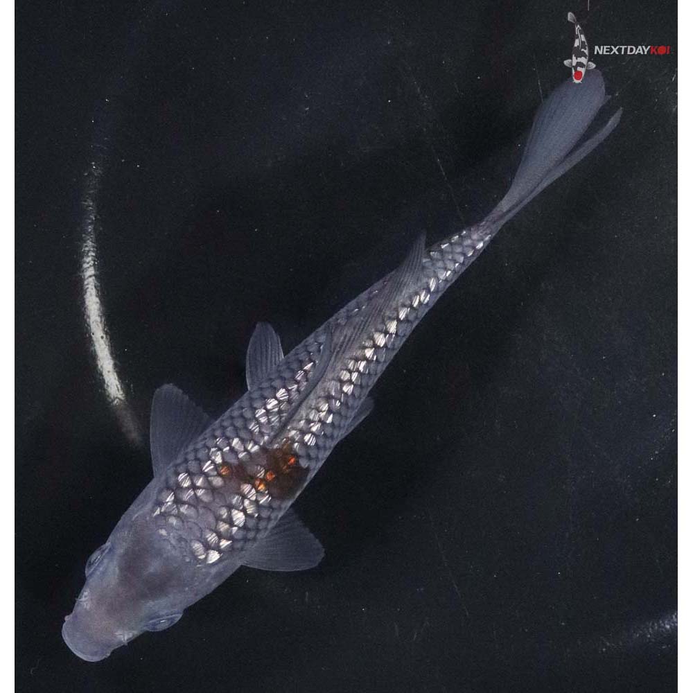 5.5” Imported Gin Rin Ochiba Shigure - Image 5