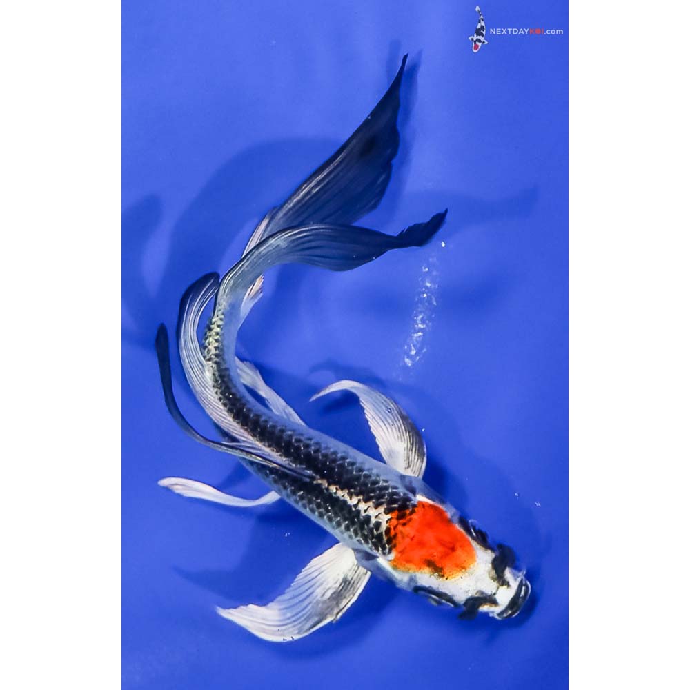 5.5” Imported Kujaku Butterfly Koi