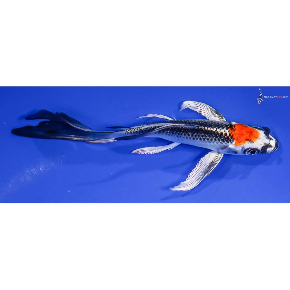 5.5” Imported Kujaku Butterfly Koi - Image 2