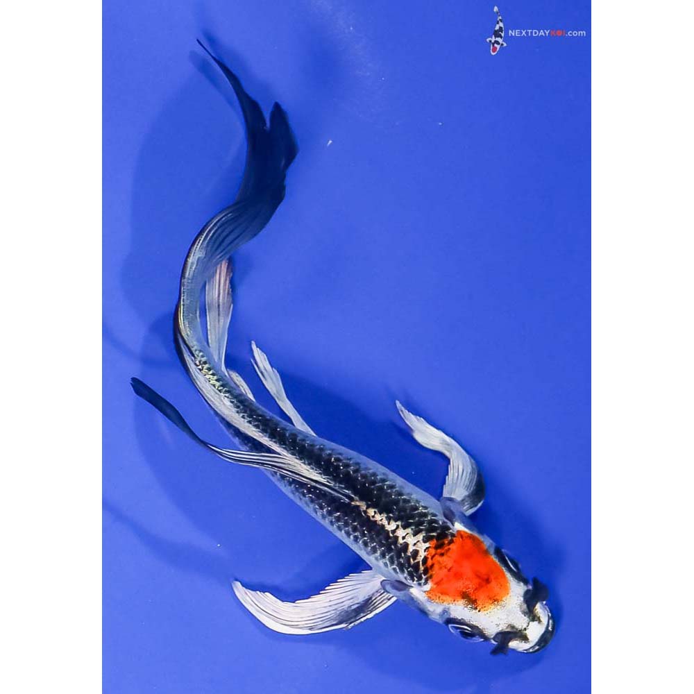5.5” Imported Kujaku Butterfly Koi - Image 3