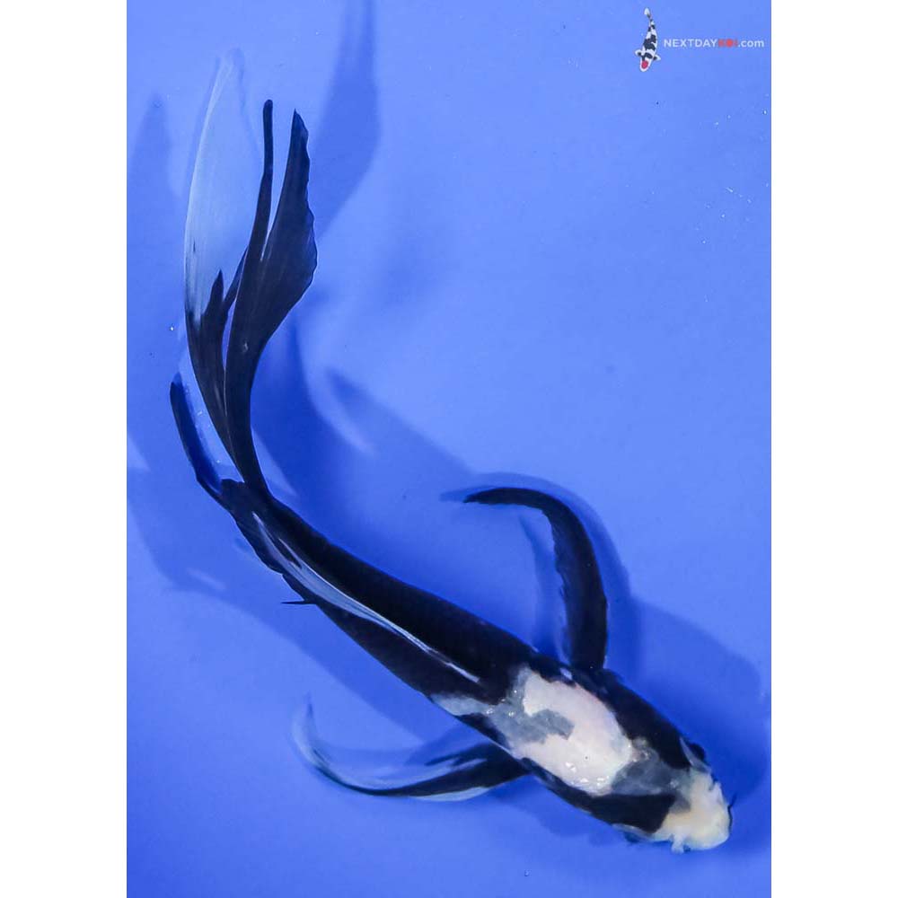 6” Imported Matsukawabakke Butterfly Koi