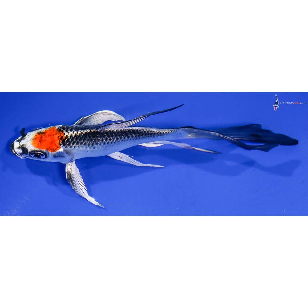 5.5” Imported Kujaku Butterfly Koi - Image 4