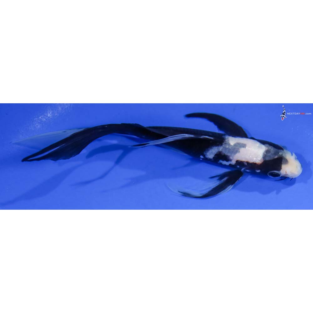 6” Imported Matsukawabakke Butterfly Koi - Image 2