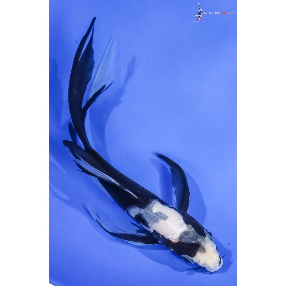 6” Imported Matsukawabakke Butterfly Koi - Image 3
