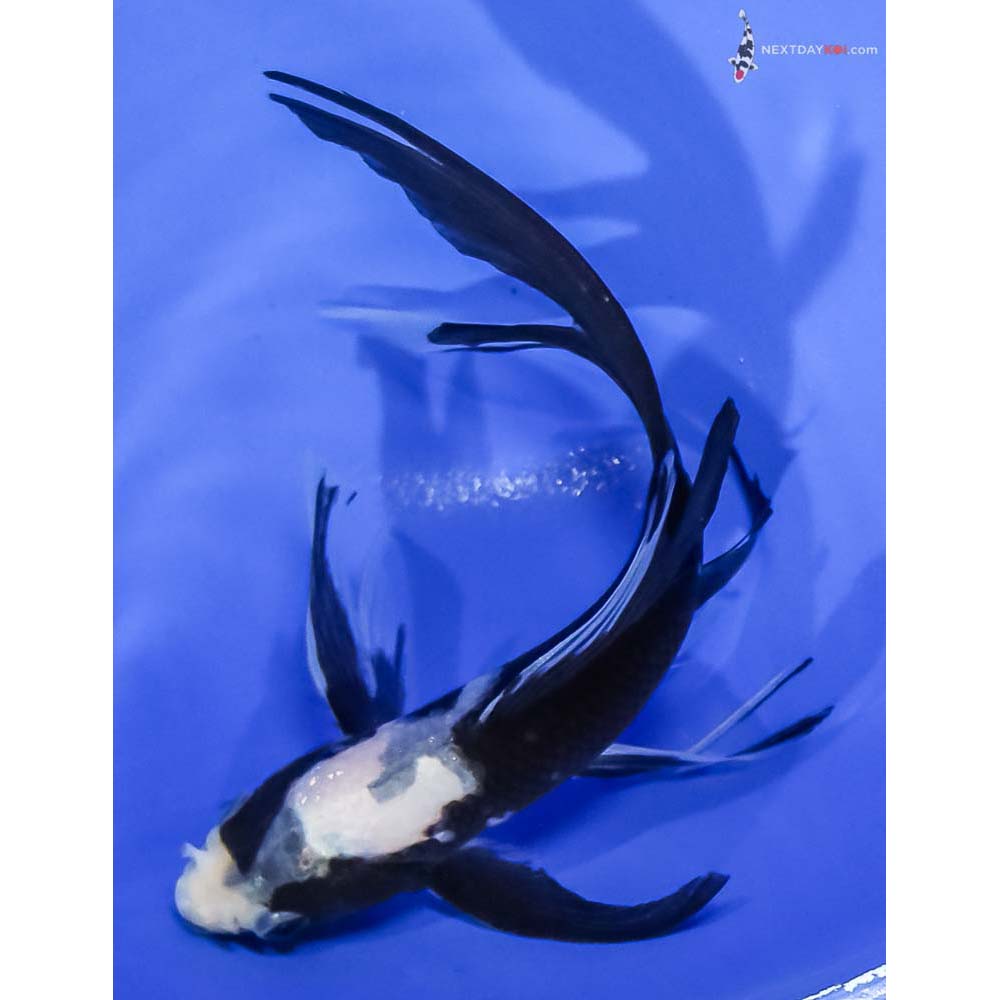 6” Imported Matsukawabakke Butterfly Koi - Image 5