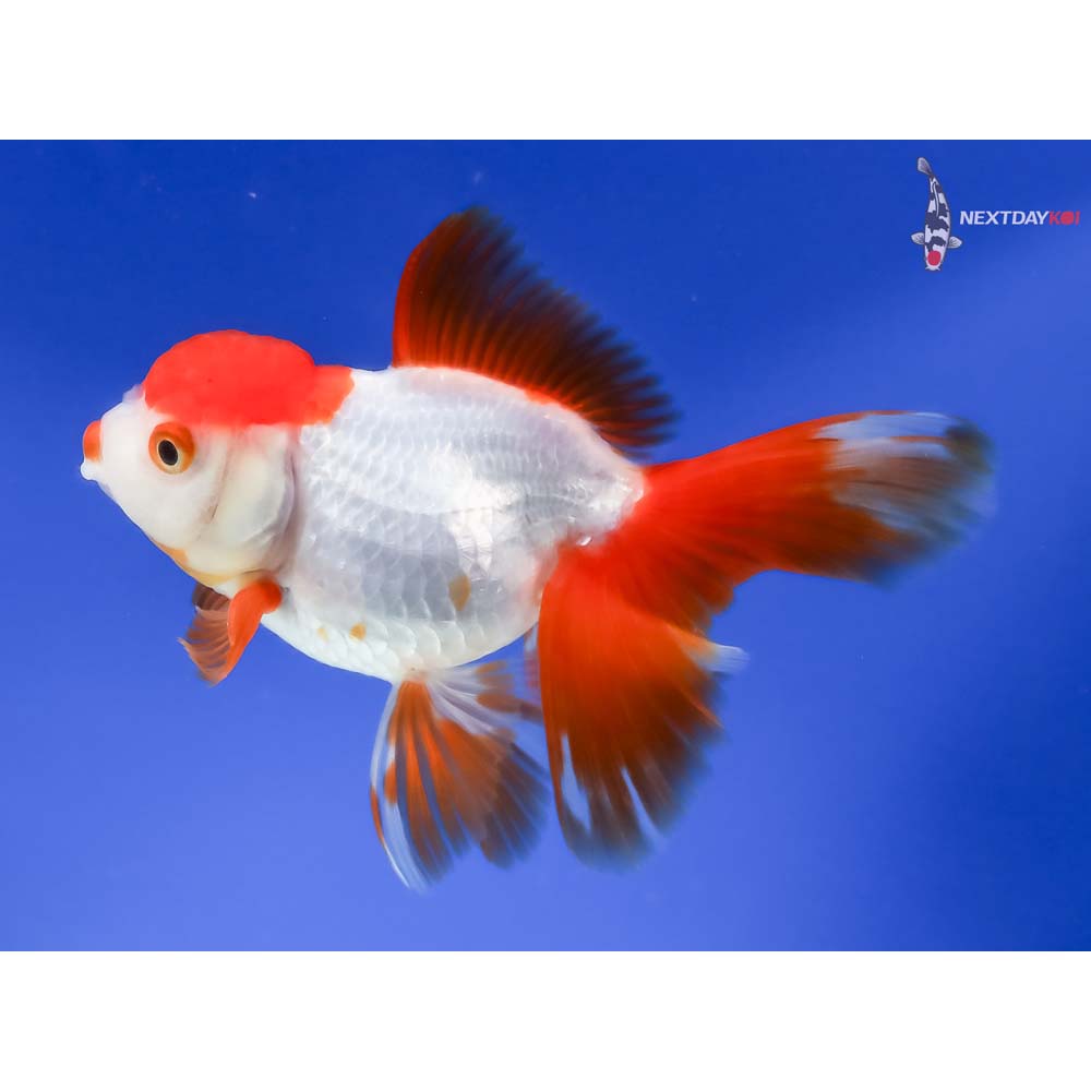5” Imported Red and White Oranda - Image 2