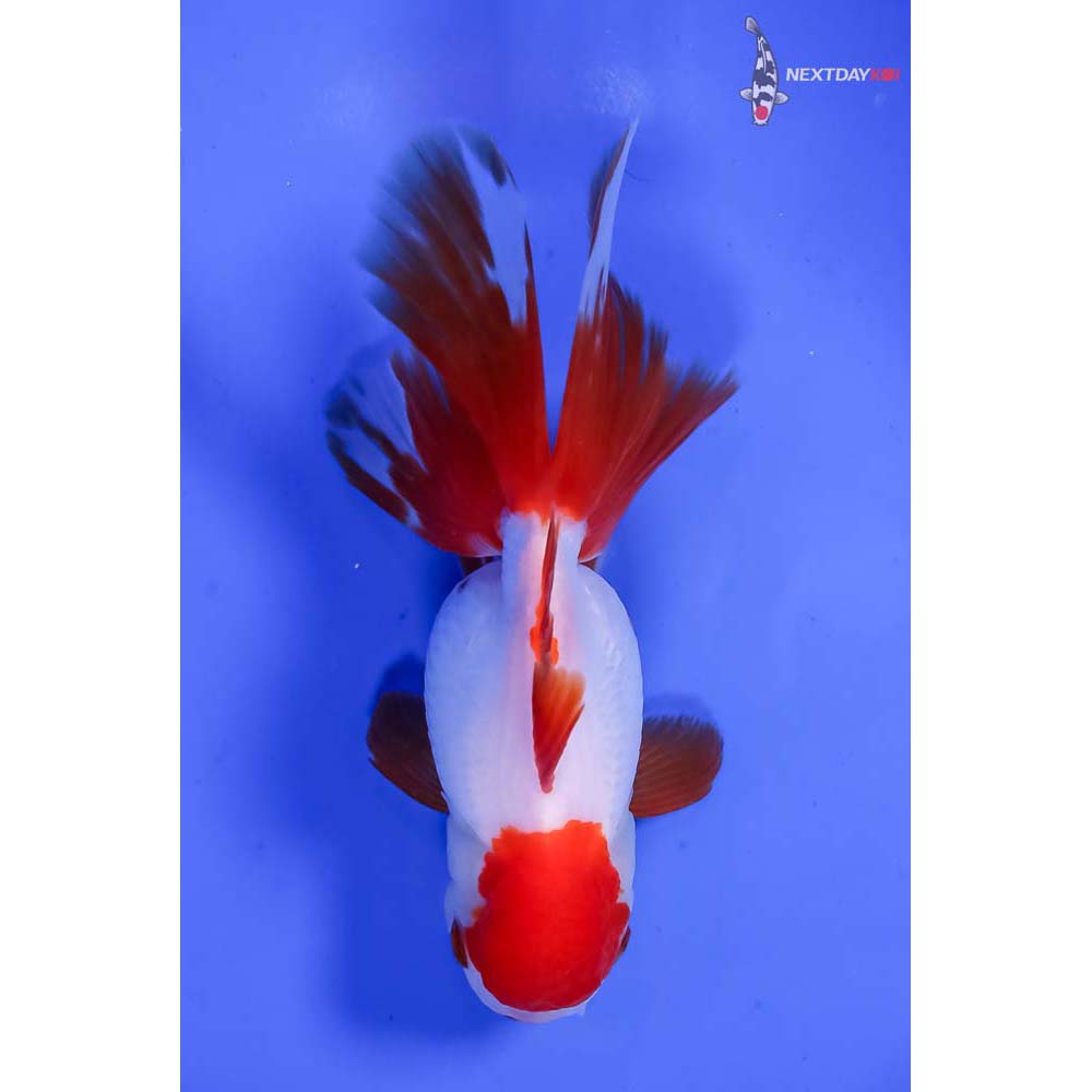 5” Imported Red and White Oranda - Image 3