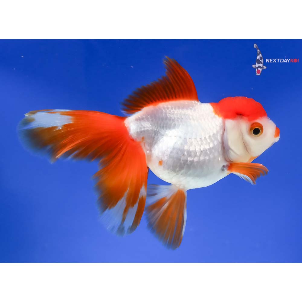 5” Imported Red and White Oranda - Image 4