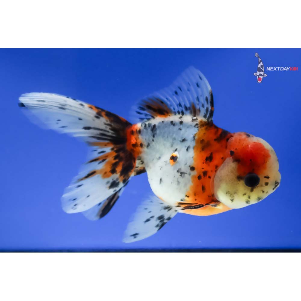 5” Imported Male Calico Oranda