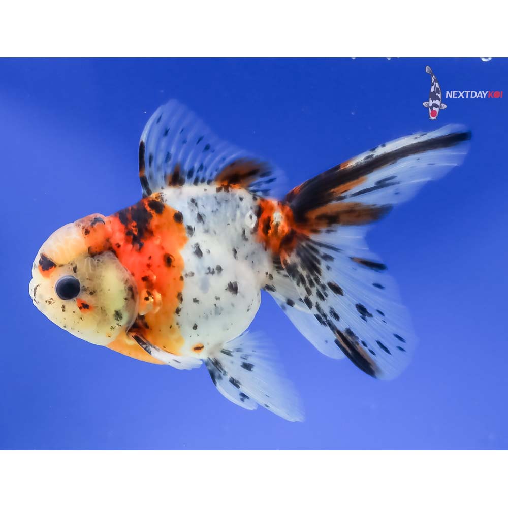 5” Imported Male Calico Oranda - Image 2