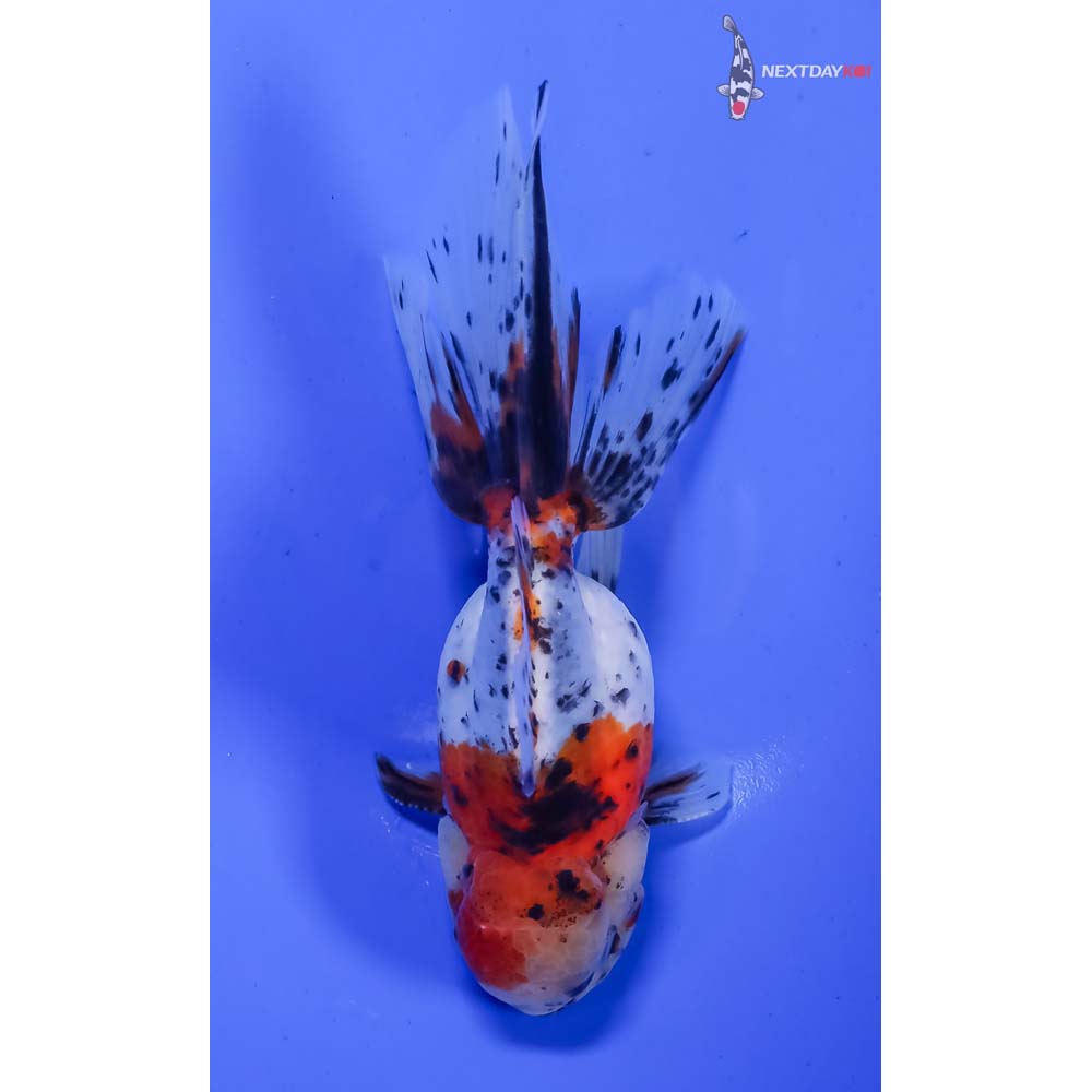 5” Imported Male Calico Oranda - Image 3