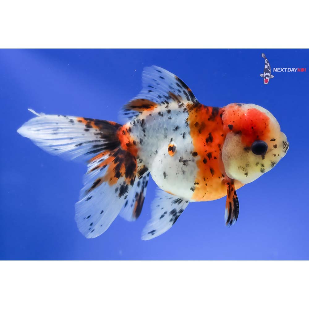 5” Imported Male Calico Oranda - Image 4