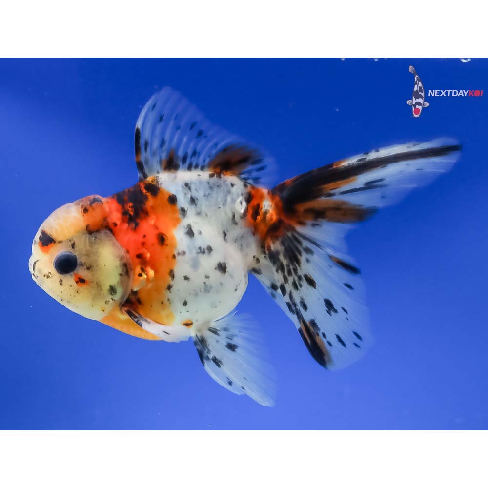 5” Imported Male Calico Oranda - Image 5