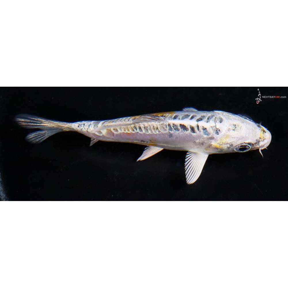 4” Imported Doitsu Kujaku - Image 2