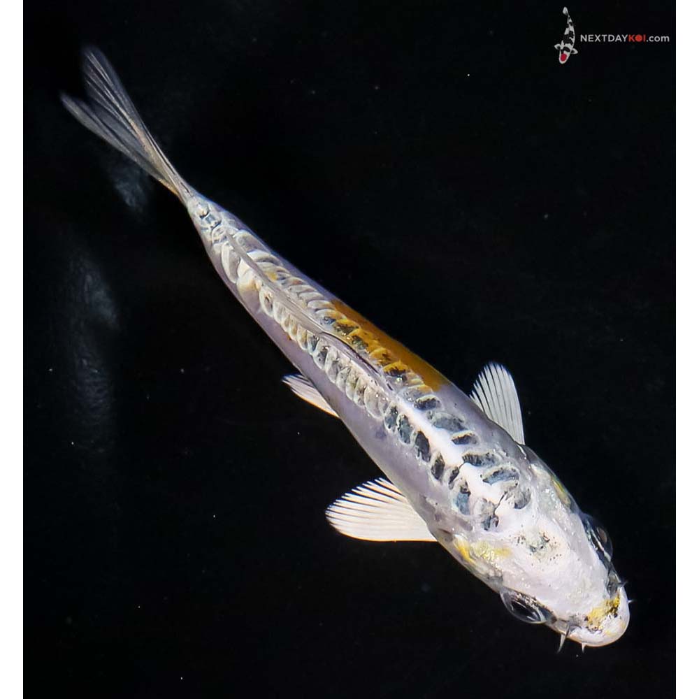 4” Imported Doitsu Kujaku - Image 3