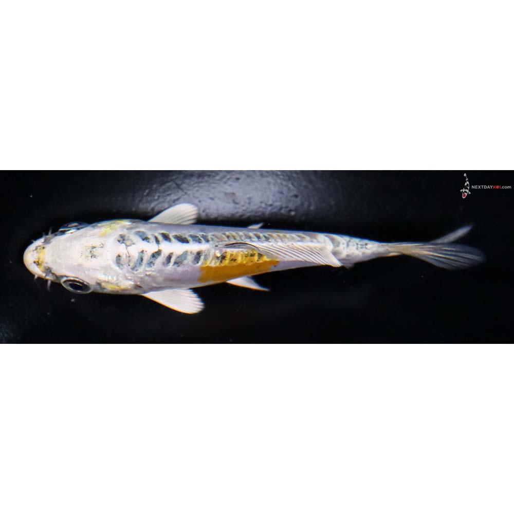 4” Imported Doitsu Kujaku - Image 4