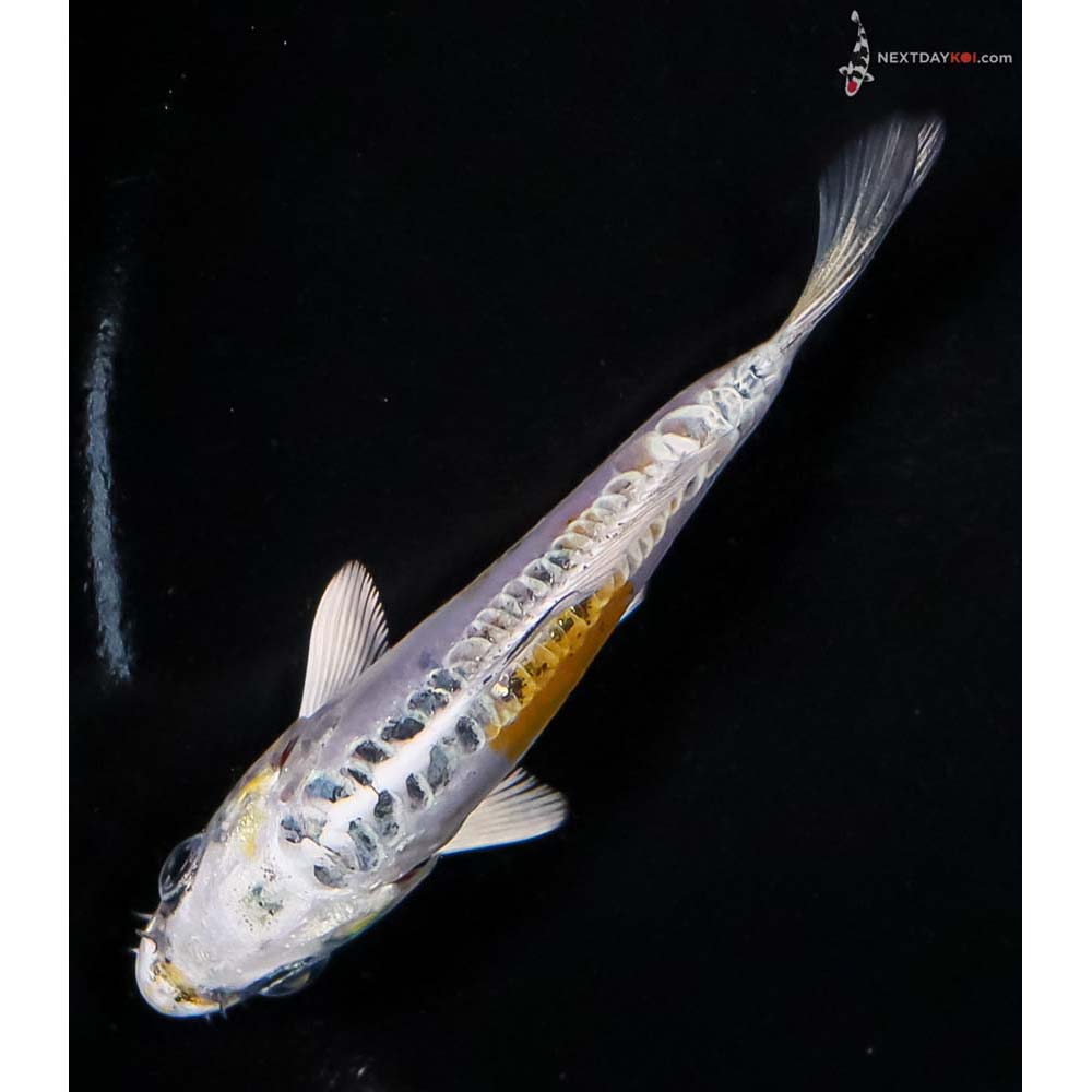 4” Imported Doitsu Kujaku - Image 5