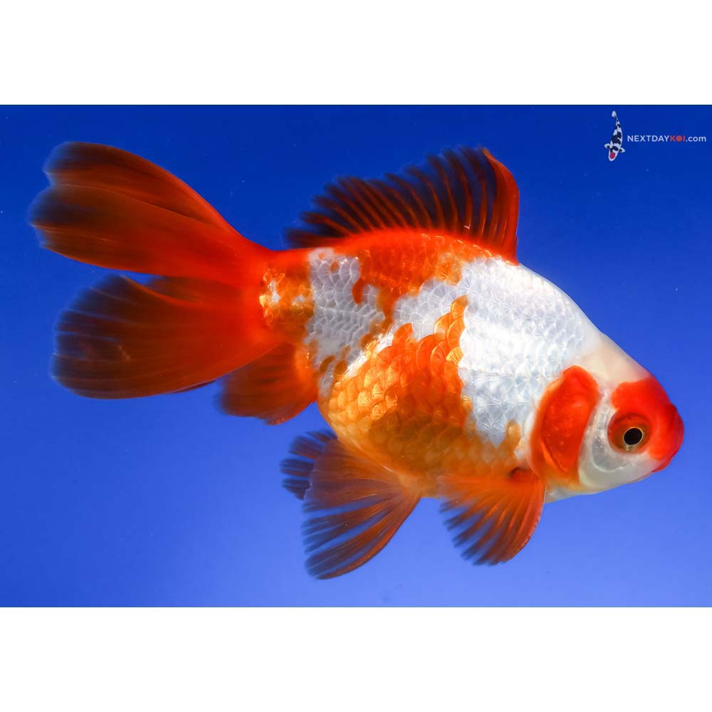 4.5” Imported Male Red and White Ryukin