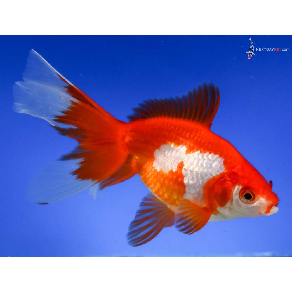 5.5” Imported Red and White Ryukin