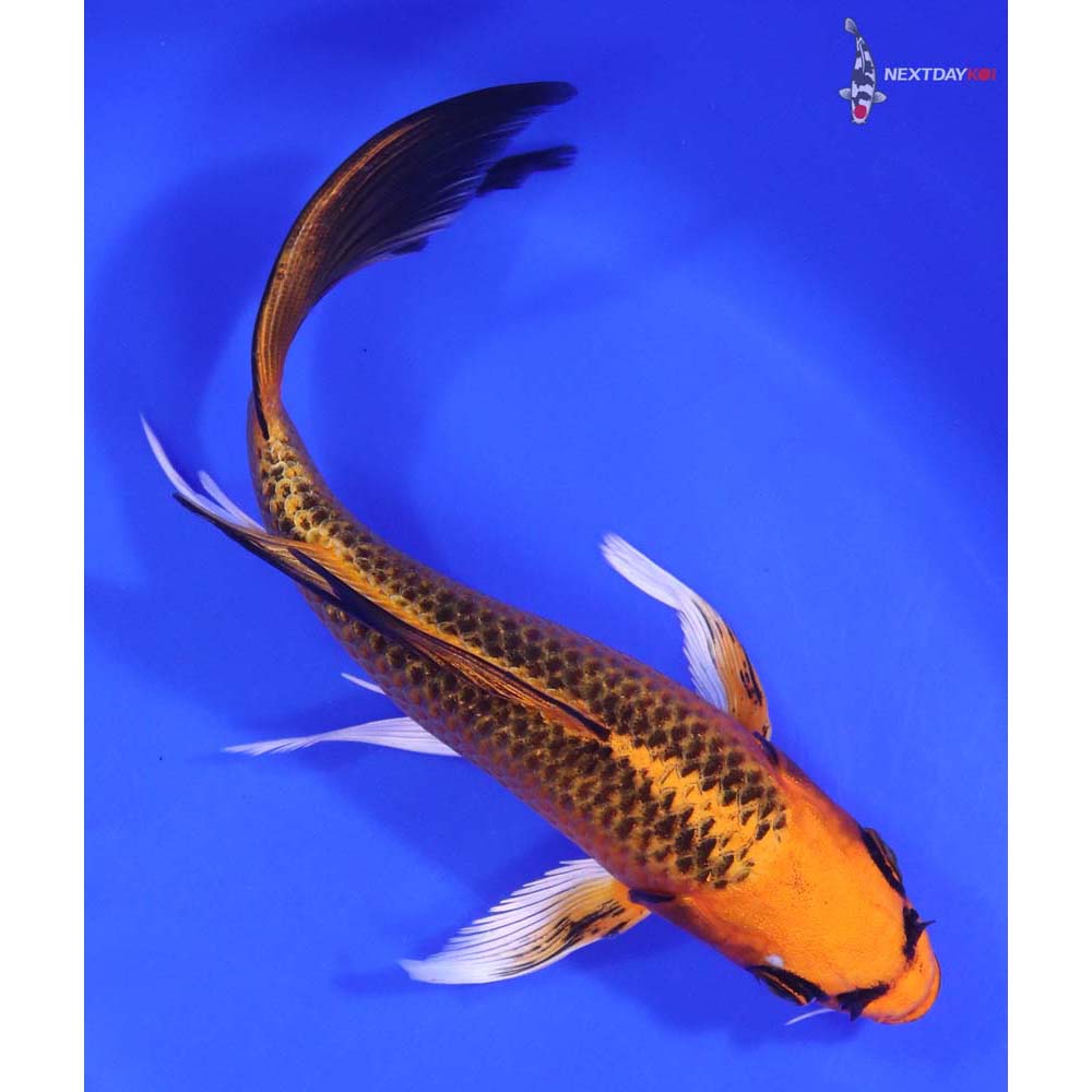 7” Imported Orenji Matsuba Butterfly Koi