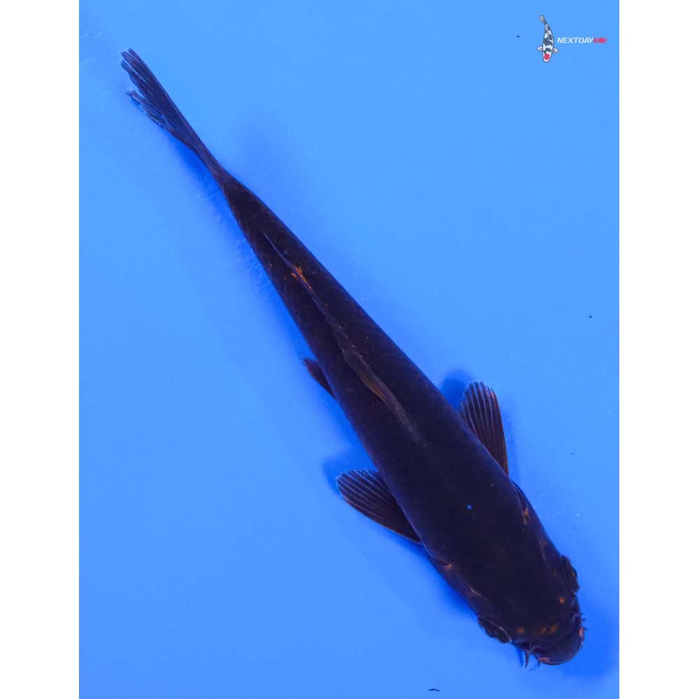 7” Imported Karasu - Image 3