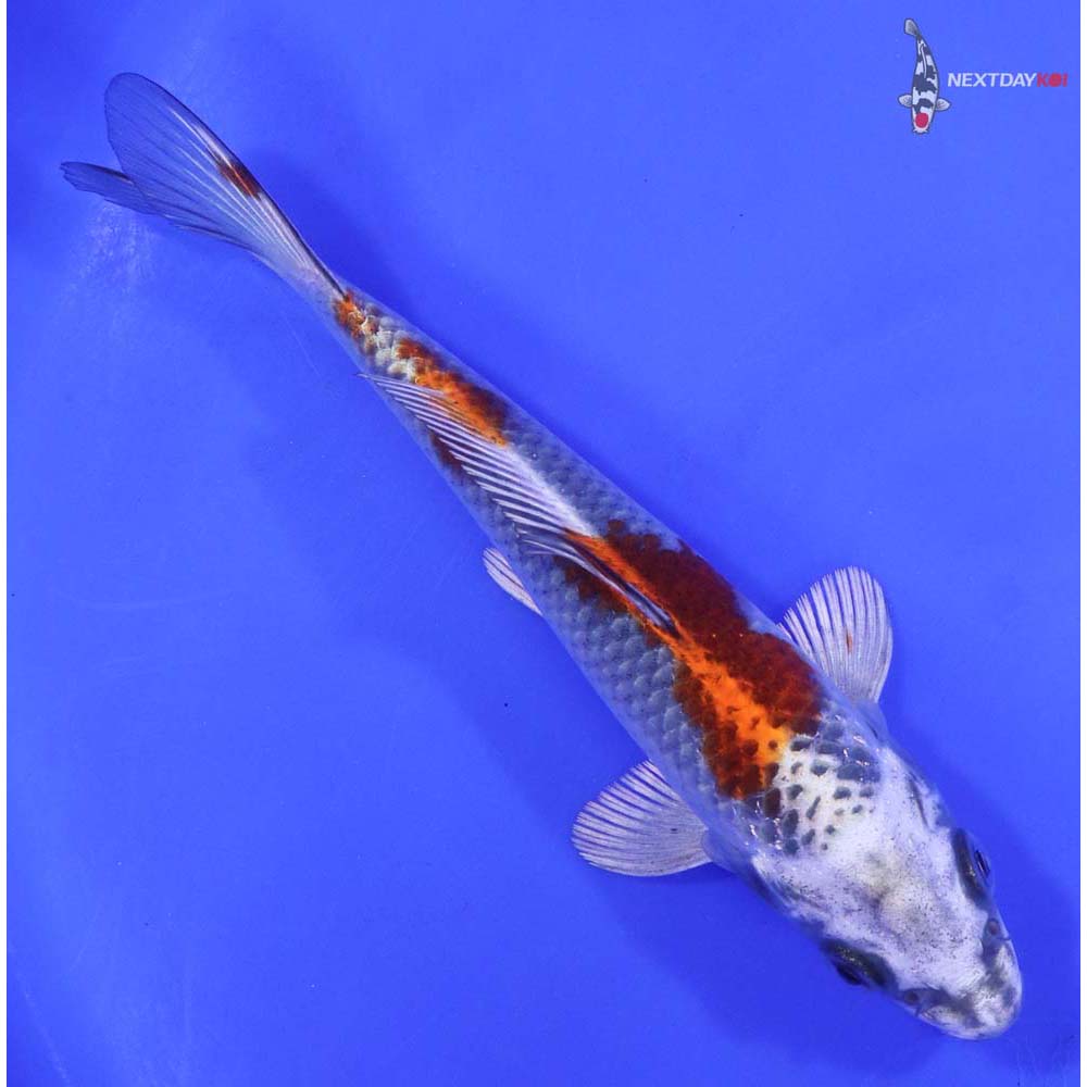 6” Imported Kujaku - Image 3