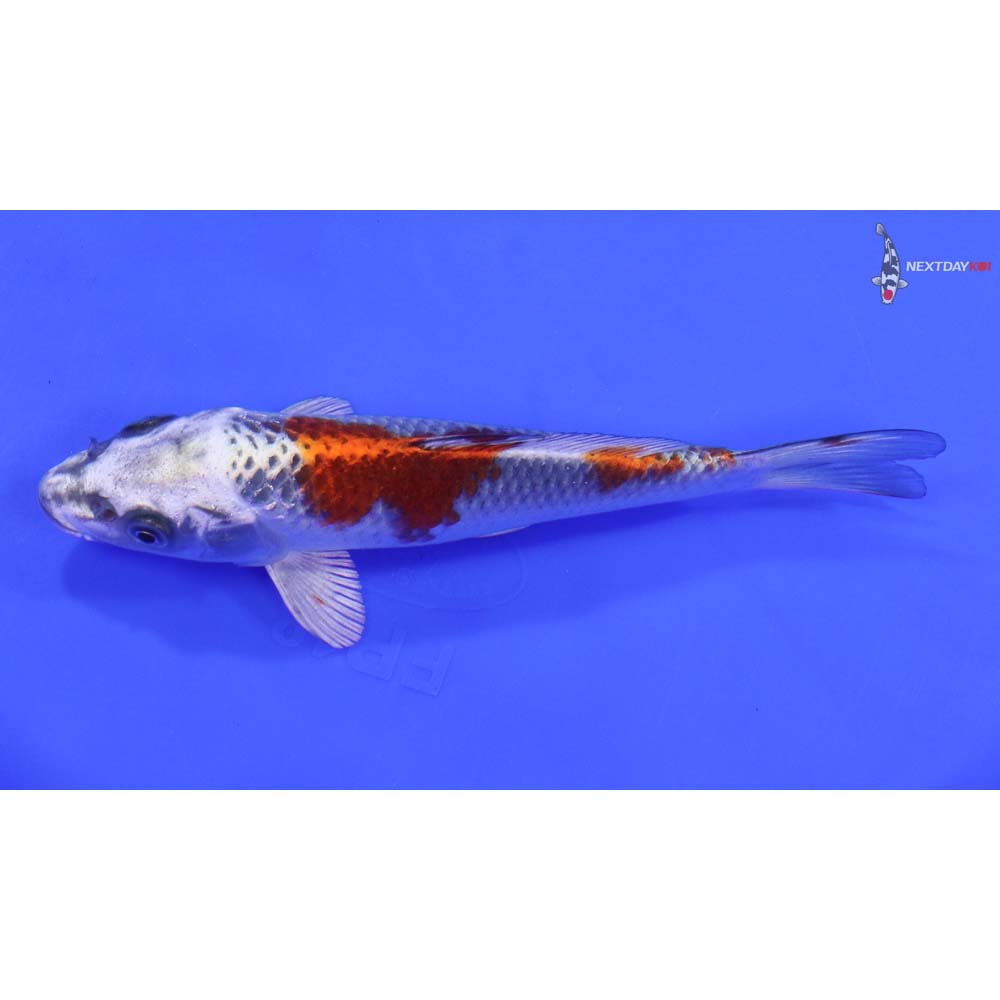 6” Imported Kujaku - Image 4