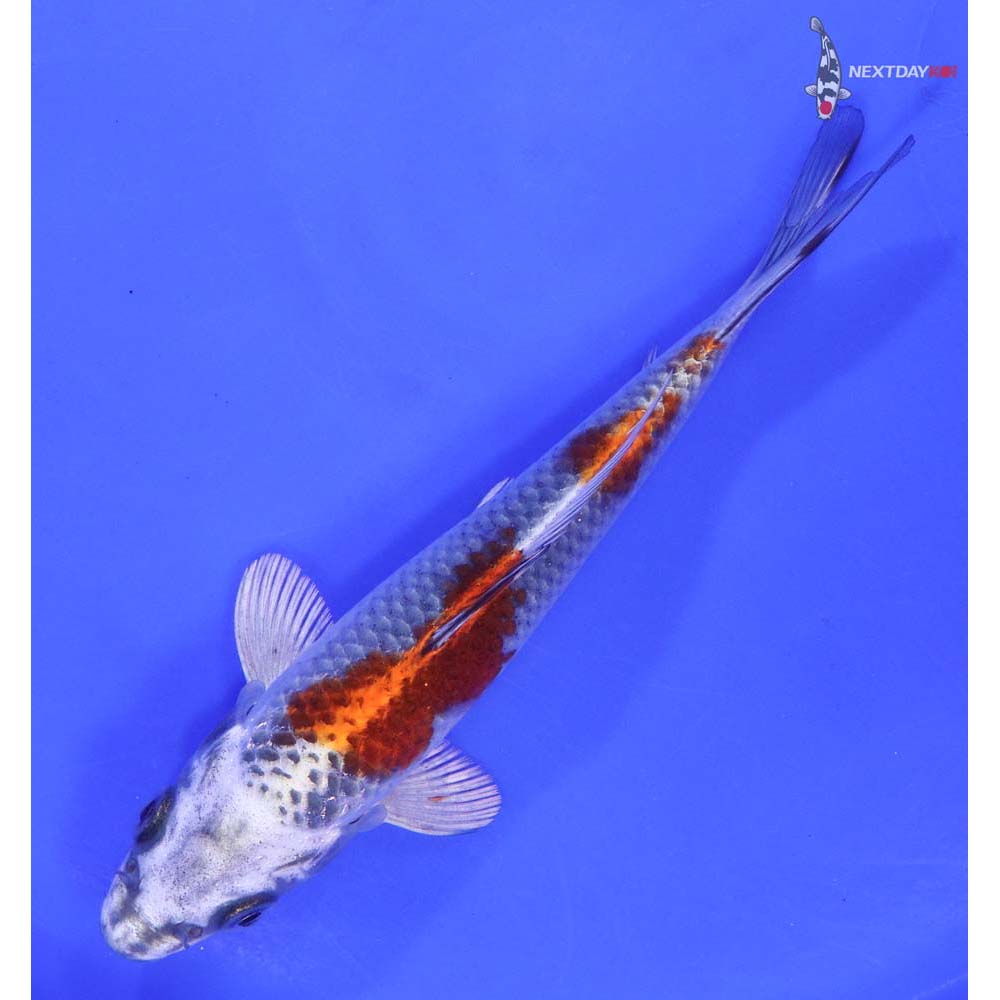 6” Imported Kujaku - Image 5