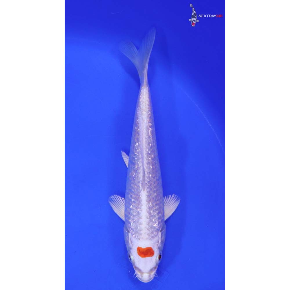 6.5” Imported Gin Rin Hariwake